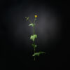 geum urbanum divoc covid19