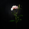 pivoine divoc covid19