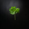 alchemilla mollis covid19 divoc