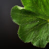 l'eau céleste de l'alchemilla mollis