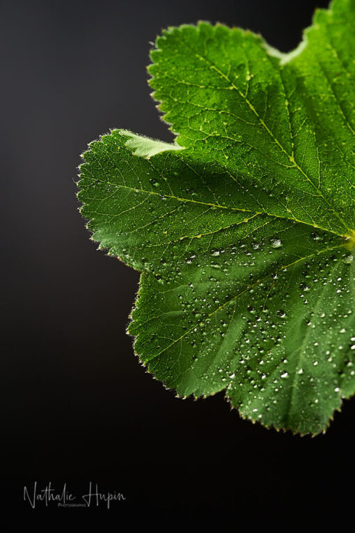 l'eau céleste de l'alchemilla mollis