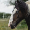 Bon cadeau découverte cheval (40 km) – Image 3