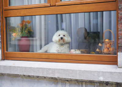 bichon blanc à la fenêtre carnaval de binche