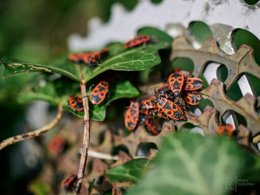 Atelier photographie macro – Image 3