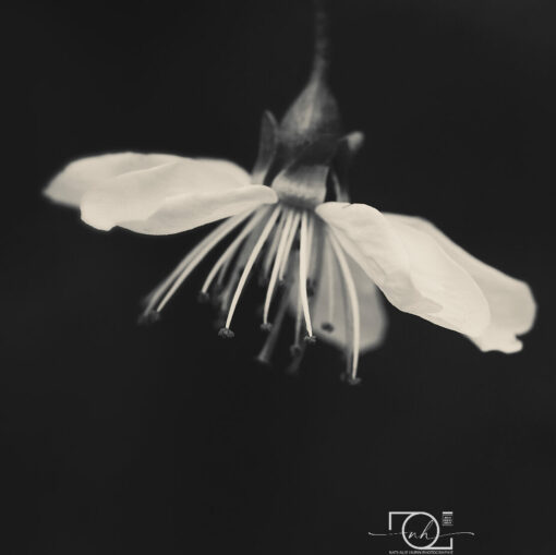 fleur de cerisier blanche sur fonds noir