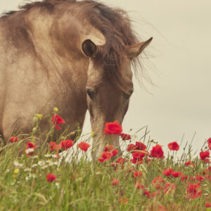 cheval de couleur isabelle dans les coquelicots